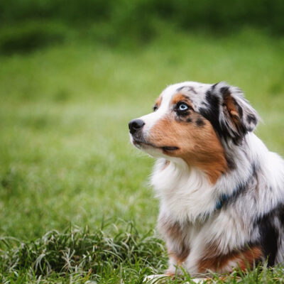 Daisy