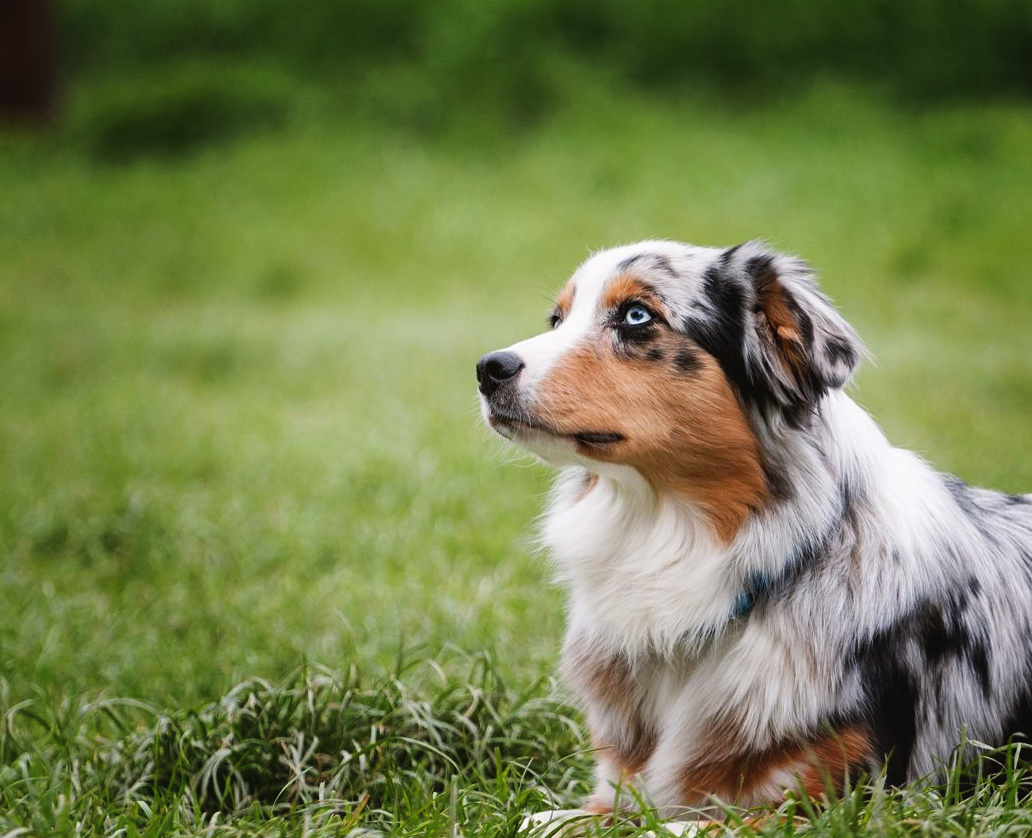 Daisy Daisy startet durch