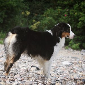 Australian Shepherd von A.W.A mit einer NBT Rute Australian Shepherd