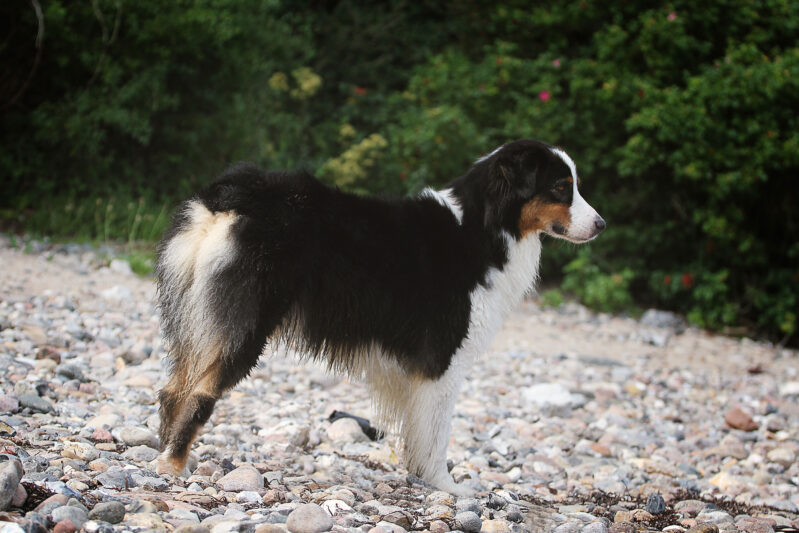 Salina NBT beim Australian Shepherd: Was steckt dahinter und warum ist es nicht so schlimm