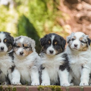 Australian Shepherd