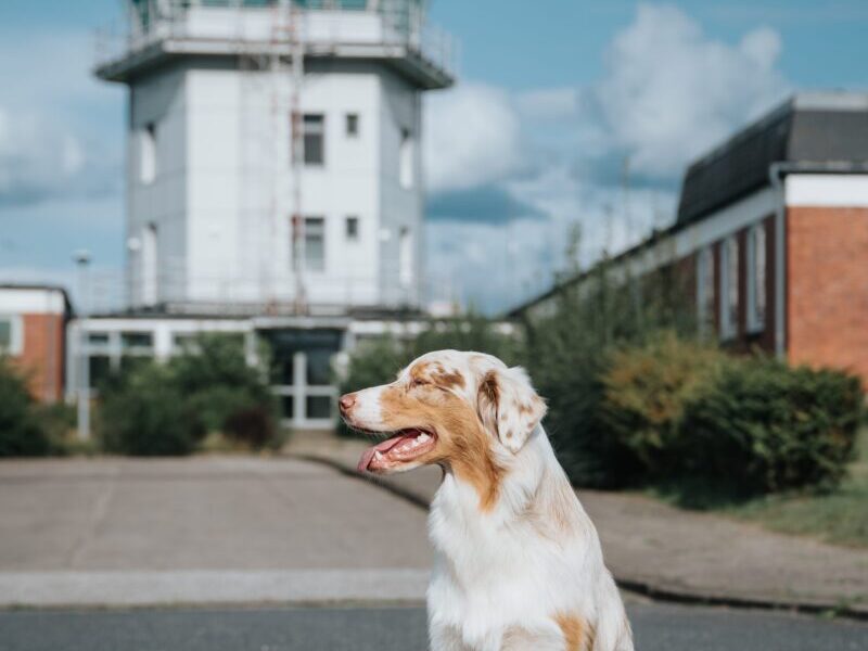 Happy-22 Australian Shepherd am Flughafen