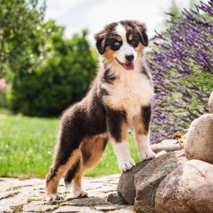 Australian Shepherd