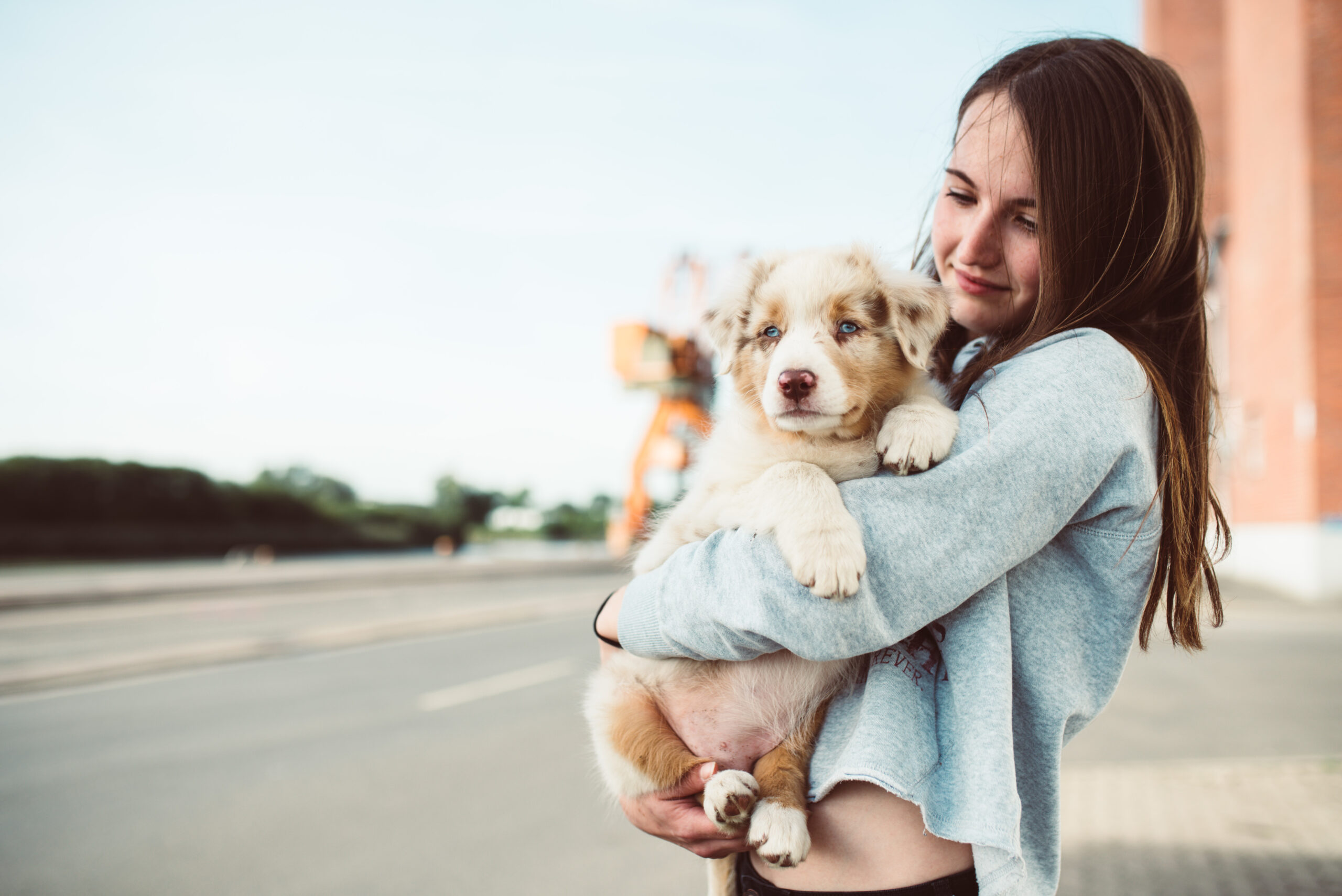 Hap-1 Australian Shepherd Welpen