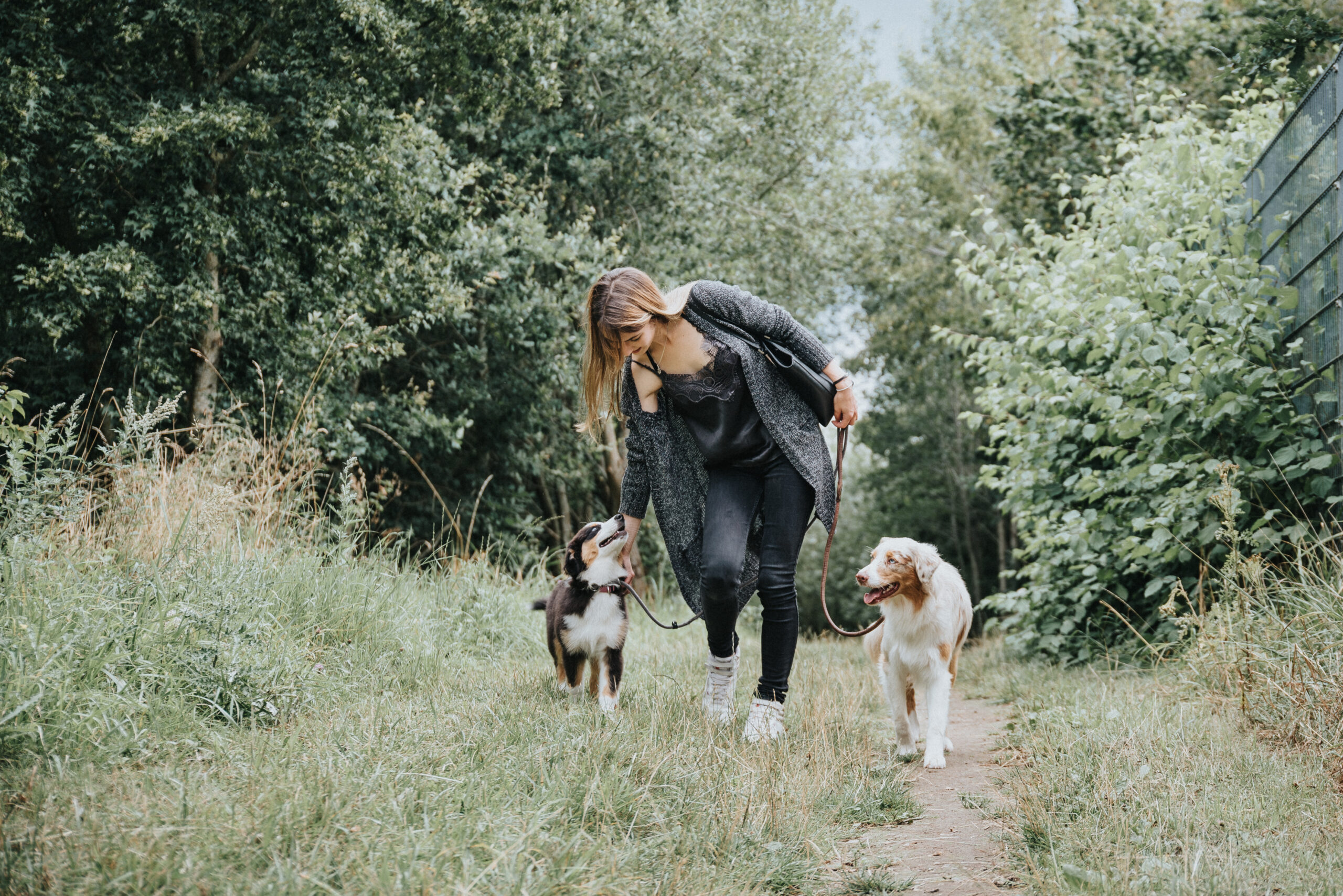 Hunde-27 Zeckenalarm! So schützen Sie Ihren vierbeinigen Freund vor den gefährlichen Parasiten