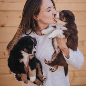 liebevolle Hundewelpen Aufzucht Australian Shepherd