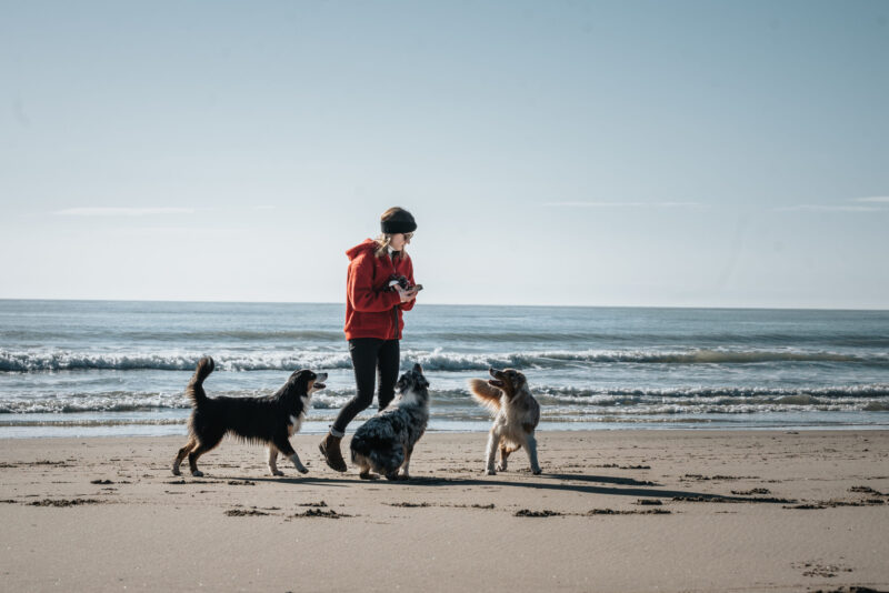 Strand-2 Eine Warnung an alle Hundeliebhaber