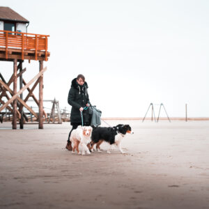 Australian Shepherd am Strand Australian Shepherd