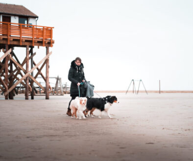 hunde-74