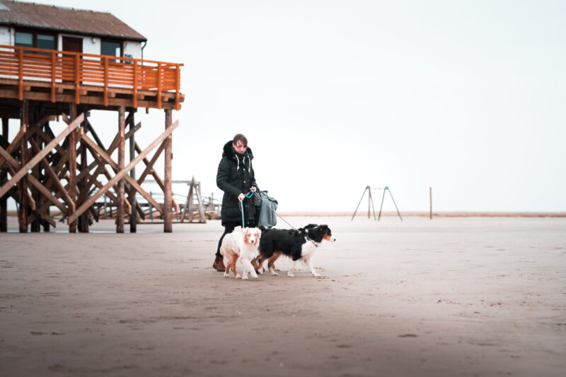 Zu viel Weiß beim Australian Shepherd: