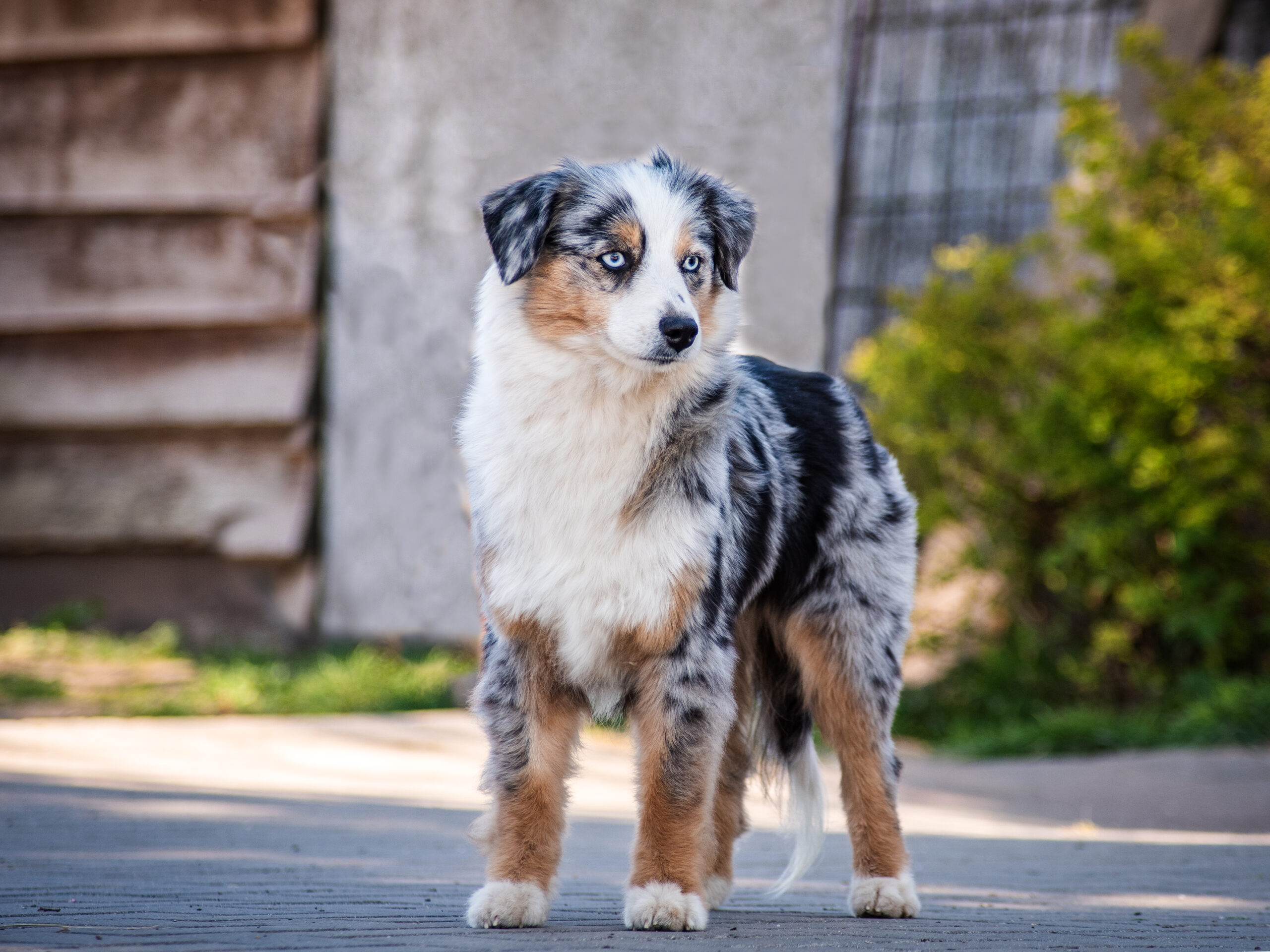 N Gimme_-3 Von Australian Shepherds und ihrem Standard: Wie sich die Hundezucht entwickelt und warum ich auf Hundeausstellungen gehe