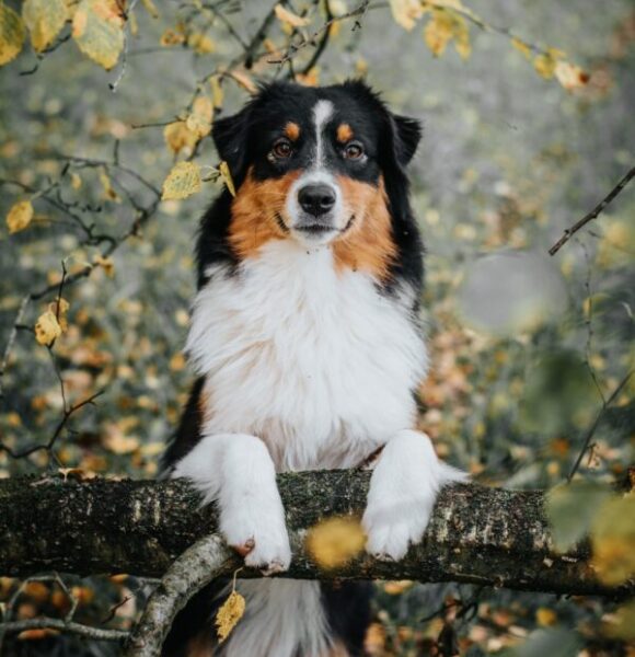 pocket Welpen Aussie Rüde Red Merle
