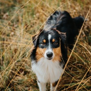 Australian Shepherd