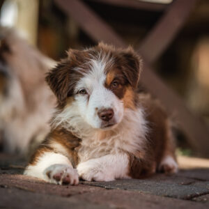 Australian Shepherd