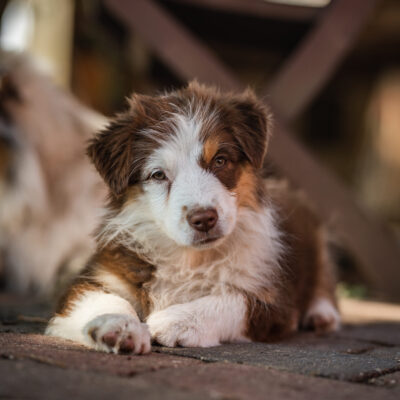 Mini Aussie Rosalie