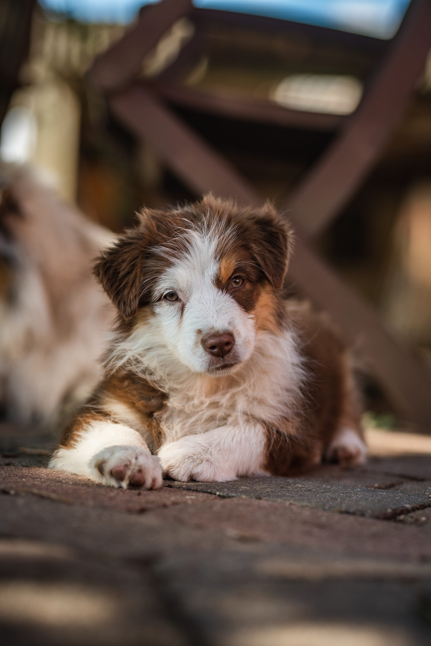 Mini Aussie Rosalie Australian Shepherds vs. Mini Aussies: