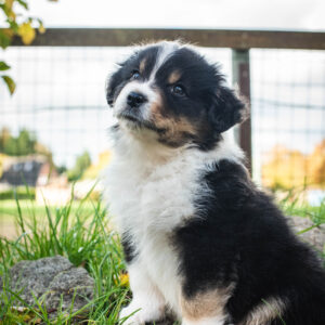 Australian Shepherd Hundewelpe Australian Shepherd
