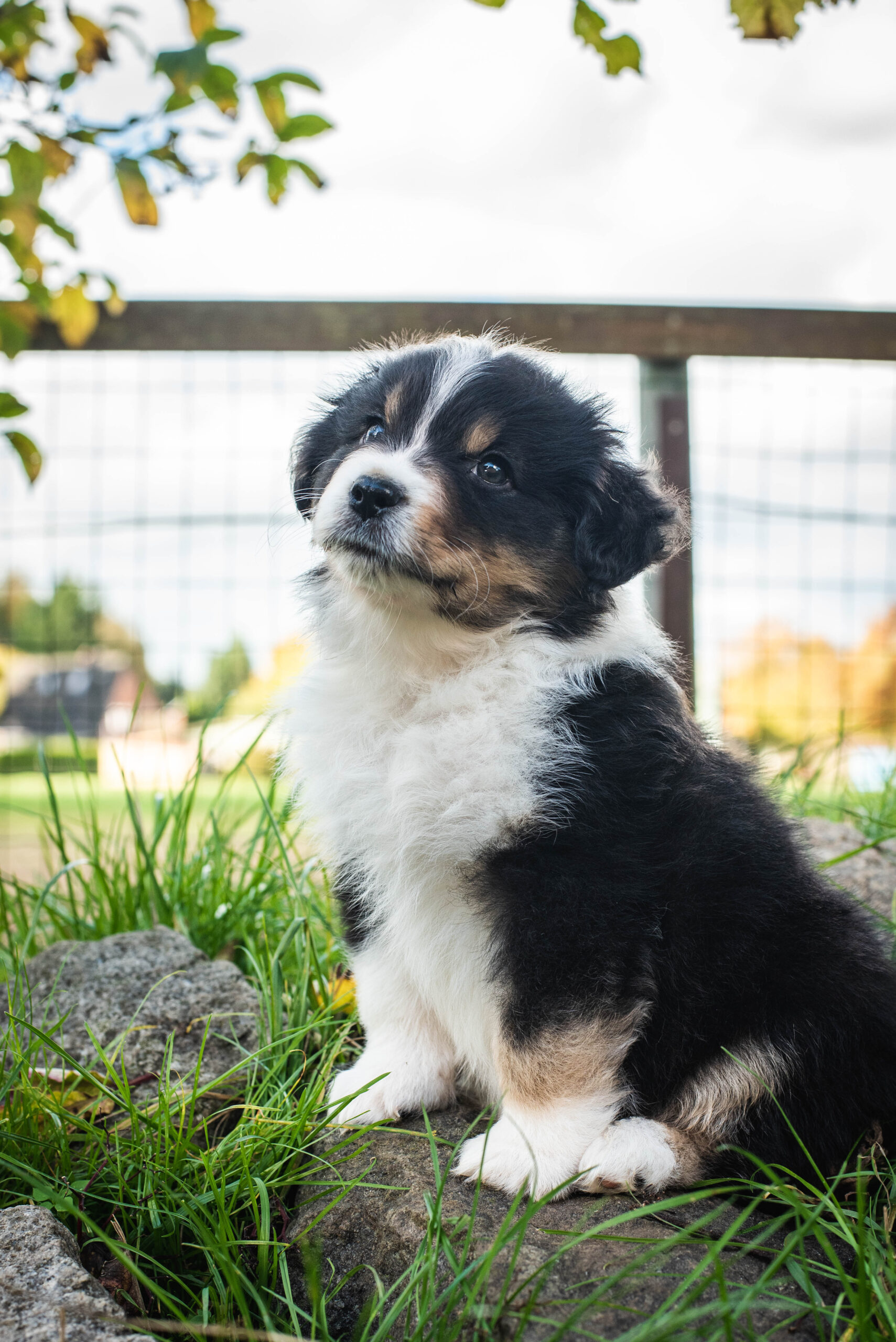 welpen Wenn ein Hundewelpe in sein neues Zuhause einzieht