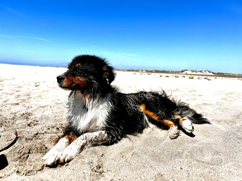 Aussie-Cutie Aussie-Abenteuer: Was Sie beachten müssen, wenn Sie mit Ihrem Australian Shepherd reisen