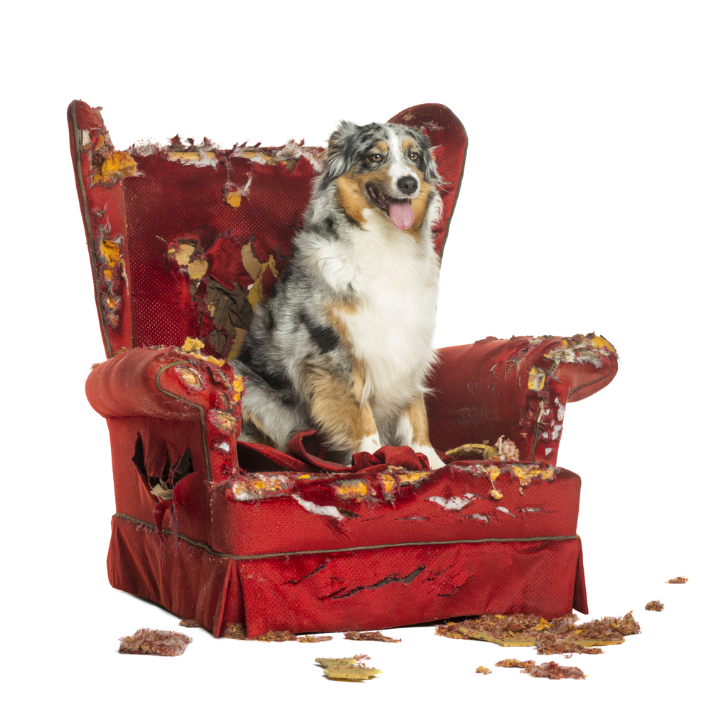 shutterstock_147239864 Silvester mit Aussie