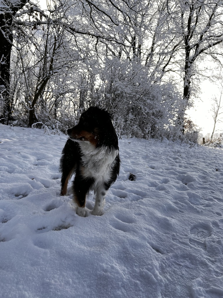 7344626D-0A3B-4C42-91BF-2F7E2CAAE6F5_1_105_c Australian Shepherd das kalte Wetter liebt und genießt