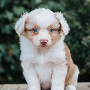Red Merle Hündin 1
