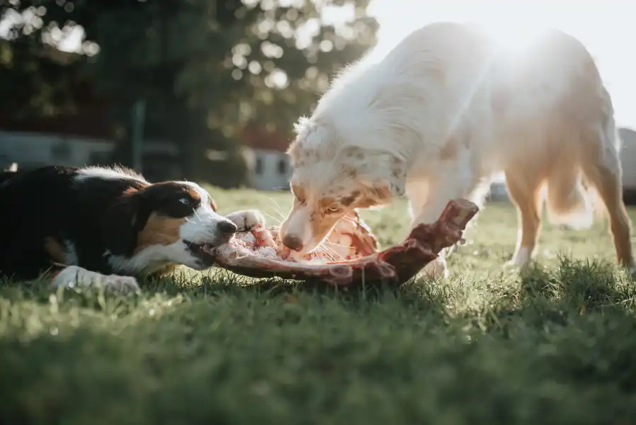 Hunde beim Barfen Barfen für Anfänger: Wie Sie mit BARF und bocarni.eu Hundefutter Ihrem Australian Shepherd ein langes, gesundes Leben ermöglichen