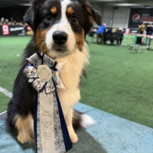 Australian Shepherd
