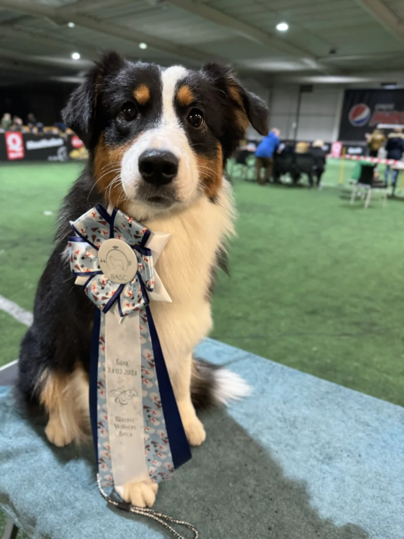 Australian Shepherd Twist Wie Ihr Mini Aussie das Arbeitsklima auflockert