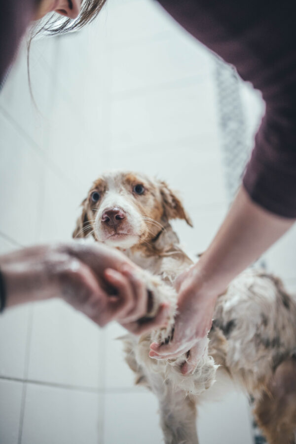 Waschen eines Australian Shepherd Strahlt Ihr Australian Shepherd nach einem Bad wie nie zuvor?