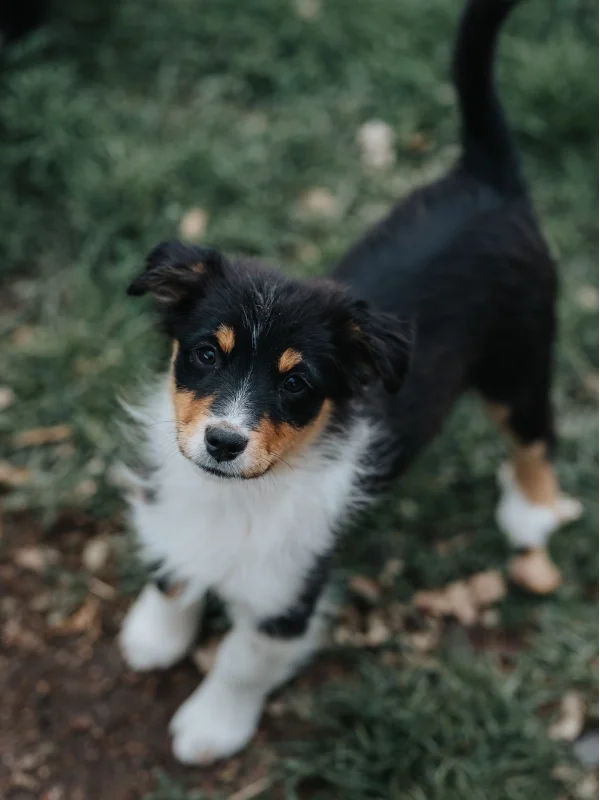 Mini Aussie Cutie Aussies with Attitude Tory Bild