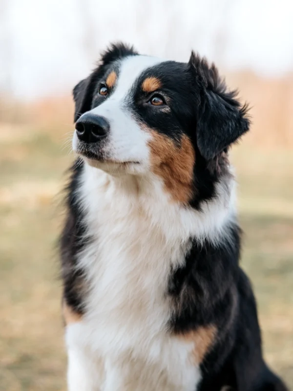 awa dancing headshot Aussies with Attitude Tory Bild