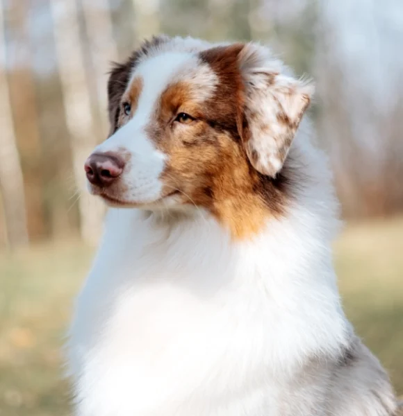 Switch Welpen Aussie Rüde Red Merle