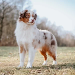 Austalian Shepherd Welpen kaufen bei Aussies with Attitude Australian Shepherd