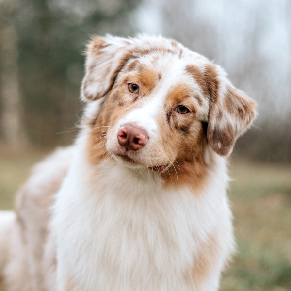 ida Ist Merle beim Australian Shepherd eine Qualzucht? Wir von „Aussies with Attitude“ sagen: Nein!