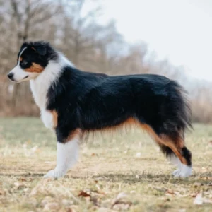 Australian Shepherd