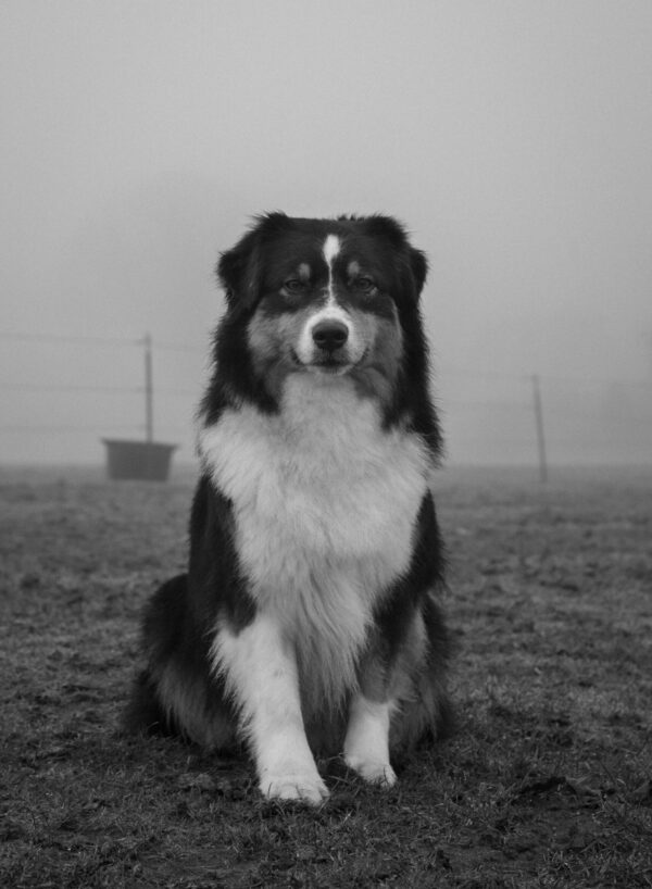 pocket Australian Shepherd Black Tri Pocket