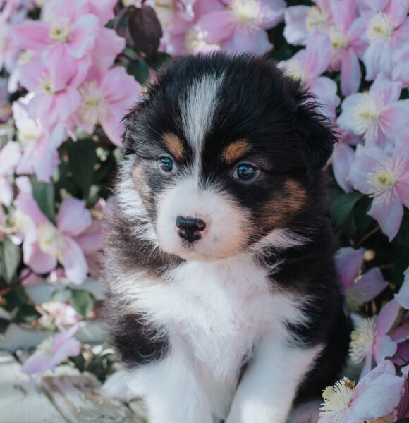 Black Tri Hündin Australian Shepherd Black Tri