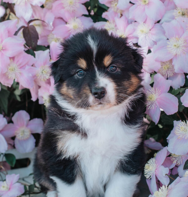 Black Tri Hündin Australian Shepherd Hündin