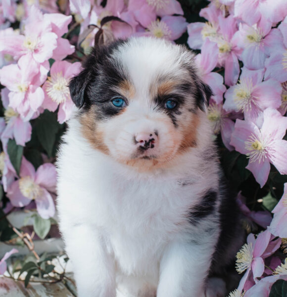 Blue Merle Rüde Australian Shepherd Black Tri