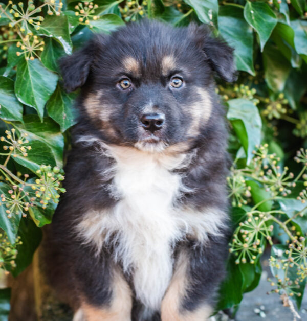Black Tri Rüde Mini Australian Shepherd Hündin
