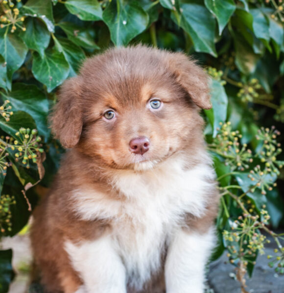 Red Tri Rüde Mini Australian Shepherd Black Tri