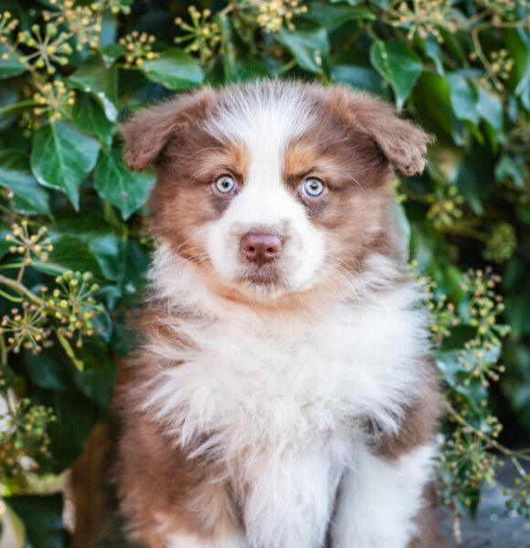 RedTri Rüde Welpen Mini Aussie Rüde Red Merle