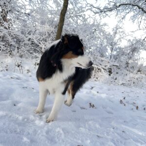 Australian Shepherd im Schnee Australian Shepherd