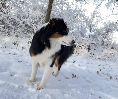 Winter-Pfotenpflege beim Australian Shepherd: Schnee, Salz & Streumittel sicher meistern