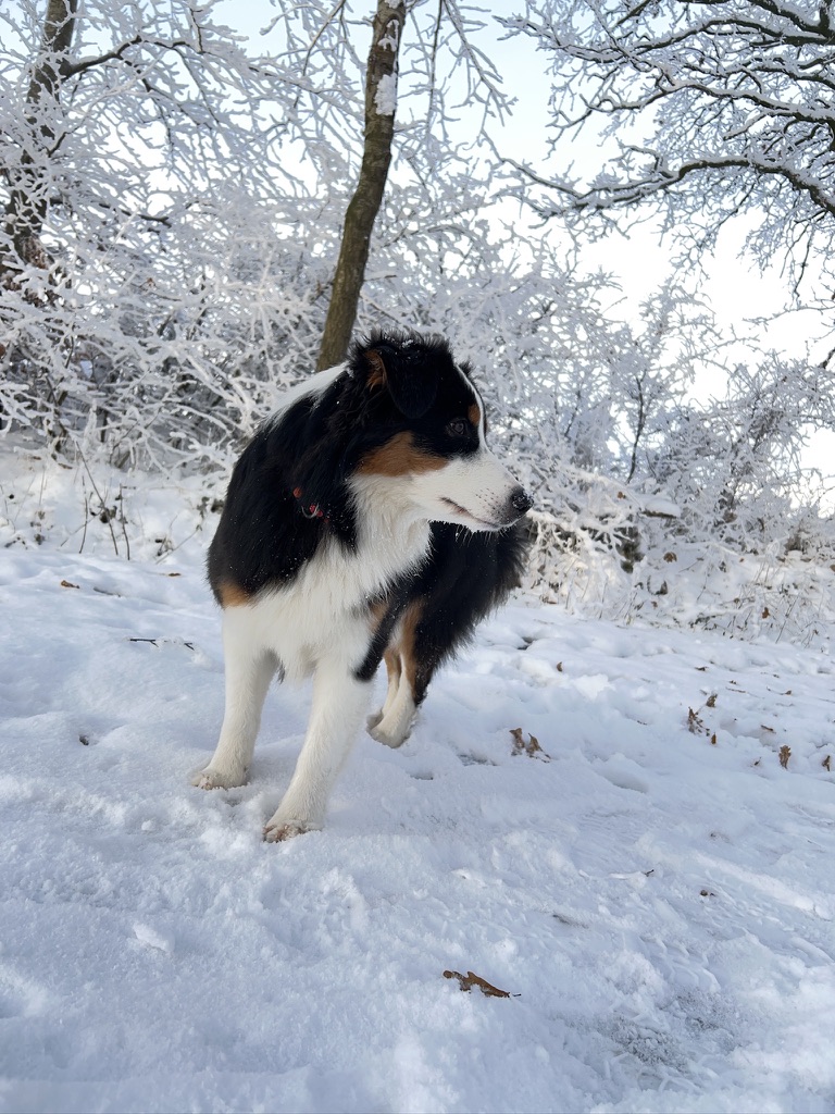 Winter-Pfotenpflege beim Australian Shepherd: Schnee, Salz & Streumittel sicher meistern